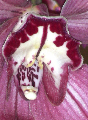 pink orchid crop.jpg