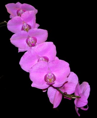 purple orchid stringweb.JPG