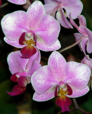 purple orchid2web.JPG