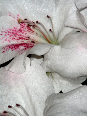 white azalea 2web.JPG