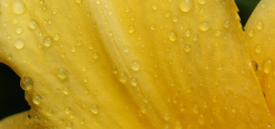yellow lilly cupweb.JPG