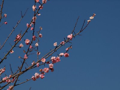 Ume (plum) blossom