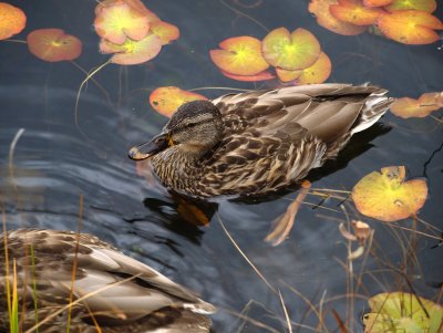 Oze in Autumn