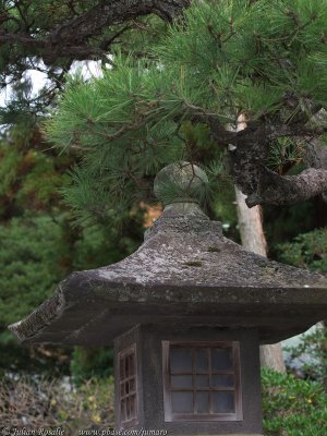 Stone lantern and pine