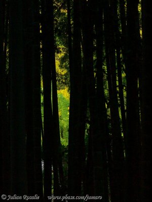 Bamboo silhouette