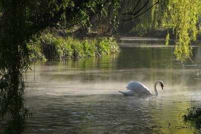 Swan in Uxbridge (near London)