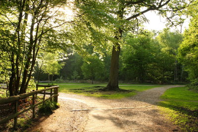Black Park (near Slough, UK)