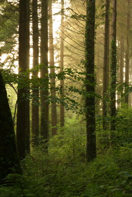 Early Evening, Deer Park, Cornwall, UK