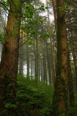 Forest, Deer Park, Cornwall, UK