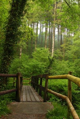 Bridge, Deer Park, Cornwall, UK