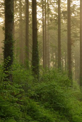 Trees, Deer Park, Cornwall, UK