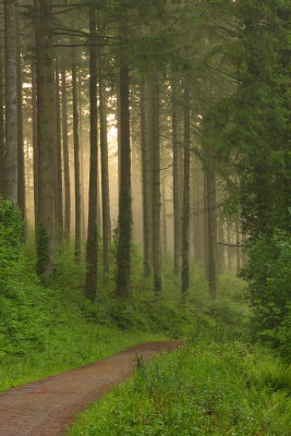 Sunset in Forest, Deer Park, Cornwall, UK