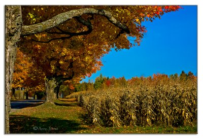 Arbres Vnrables, prise 2