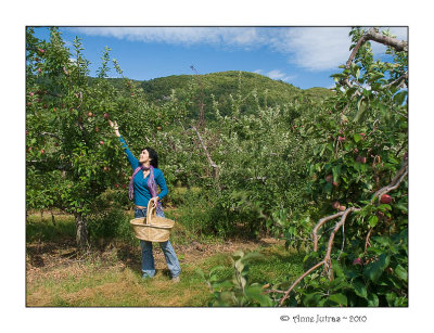 Pick a Pomme