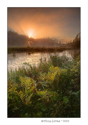 Brume Fougres