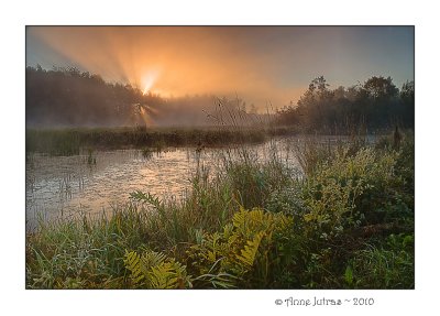 Brume Fougres 2