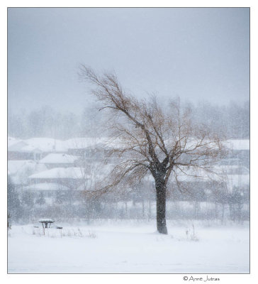 Flocons de neige