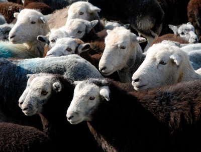 Herdwick lambs