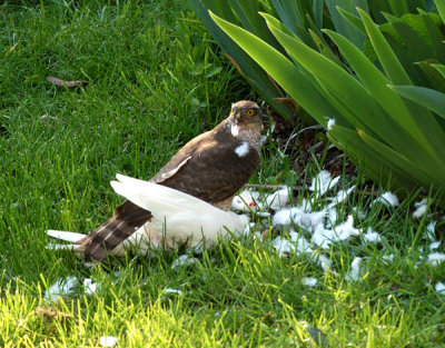 Sparrowhawk in my garden