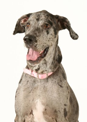 Dog3