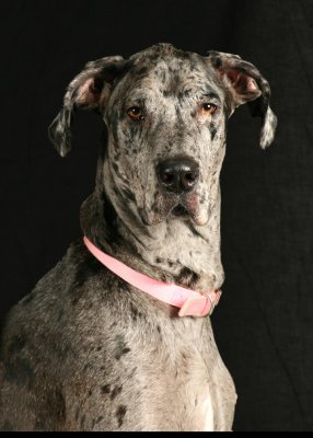 Dog1