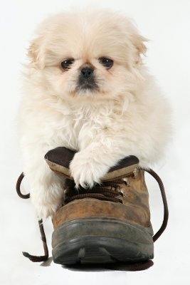 Puppy2