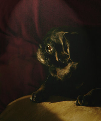 Dog4.jpg
