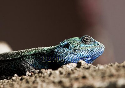 DSC_4378- Chameleon Lizard