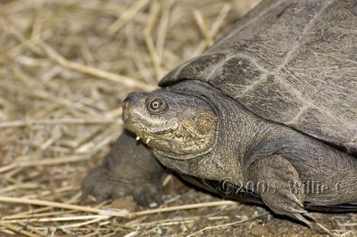 DSC_5337- Turle