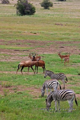 DSC_6440- Zebras, hartebeests and Impalas