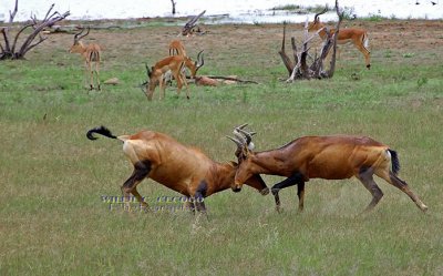 DSC_6510- Hartebeest