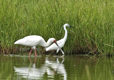 DSC_0022- African Spoonbill and White Heron