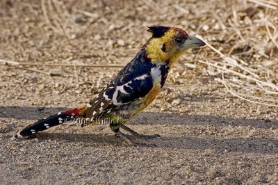 DSC_3409- Crested Barbet.jpg