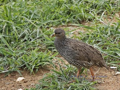 DSC_6369-  Shelleys Francolin.jpg