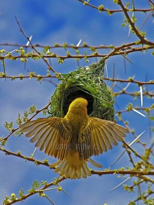 DSC_6378- Masked Weaver