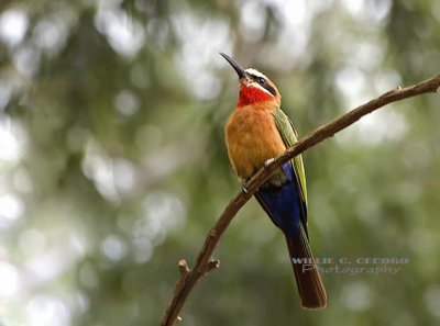 DSC_4121- White-fronted Bee Eater.
