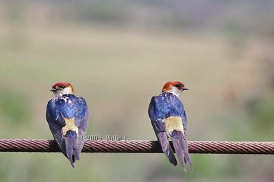 DSC_6299- Greater Striped Swallow
