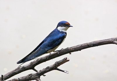 DSC_4310-  Swallow