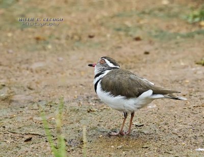 DSC_0365- Three-Banded Plover