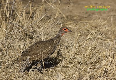 DSC_3327_ Francolin