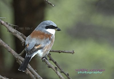 DSC_0211--Shrike.jpg