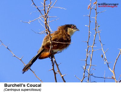 SH103024- Burchell's Coucal.jpg