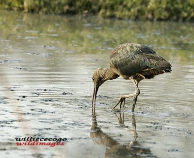 DSC_1258- Glossy Ibis (Plegadis falcenillus)