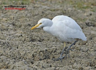 DSC_1765- Cattle Egret (Bubulcus ibis)