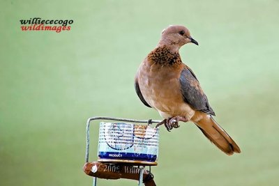 DSC_5338- Laughing Dove