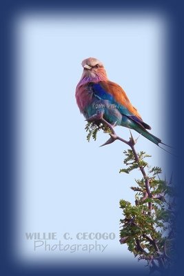 SH101780-  Lilacbreasted Roller