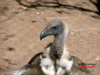 DSCF6005- Whitebacked Vulture  (Gyps africanus)