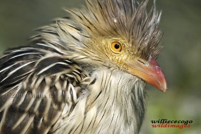  Rod Stewart Bird