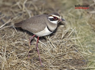 DSC_1522-Bronzewinged Courser