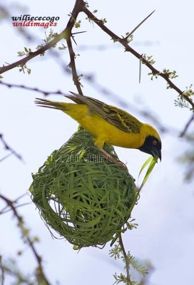 DSC_6306-                      Masked Weaver